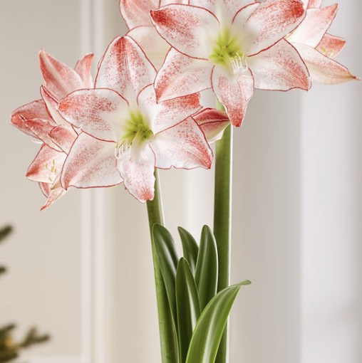 Photo of the plant species Mexican Lily by @Greenismyfavoritecolor named Amary on Greg, the plant care app