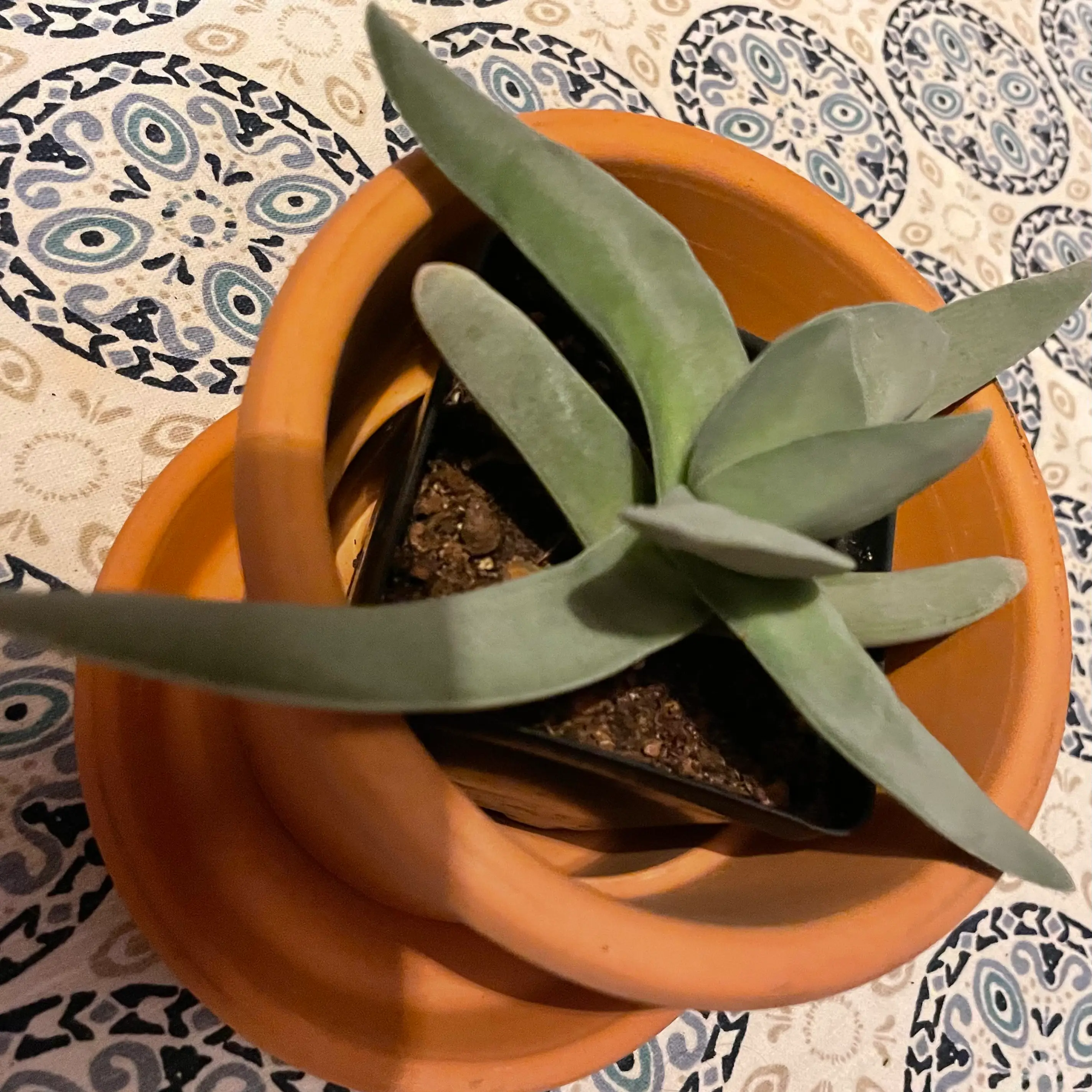 A healthy succulent plant in a terracotta pot on a patterned surface.