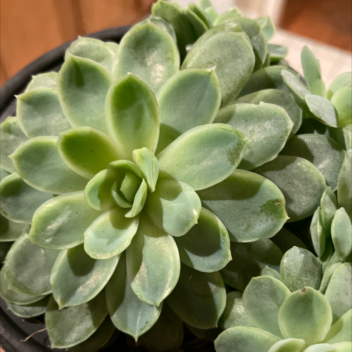 Echeveria 'Gusto' plant photo by @Greenismyfavoritecolor named Gusto on Greg, the plant care app.