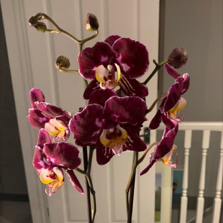 Photo of the plant species Orchid by Kader named Dean on Greg, the plant care app