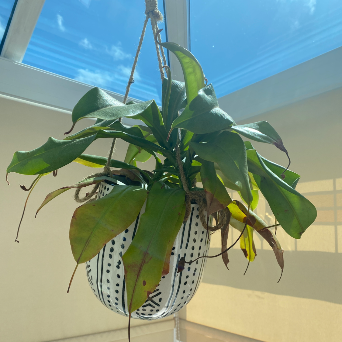 Photo of the plant species Nepenthes inermis by @flutterbug50 named George on Greg, the plant care app