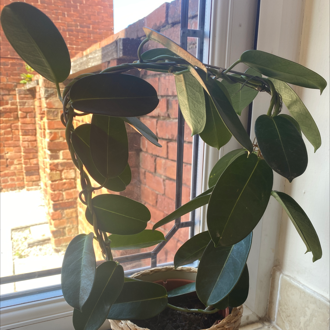 Stephanotis plant near a window with dark green leaves and visible soil.