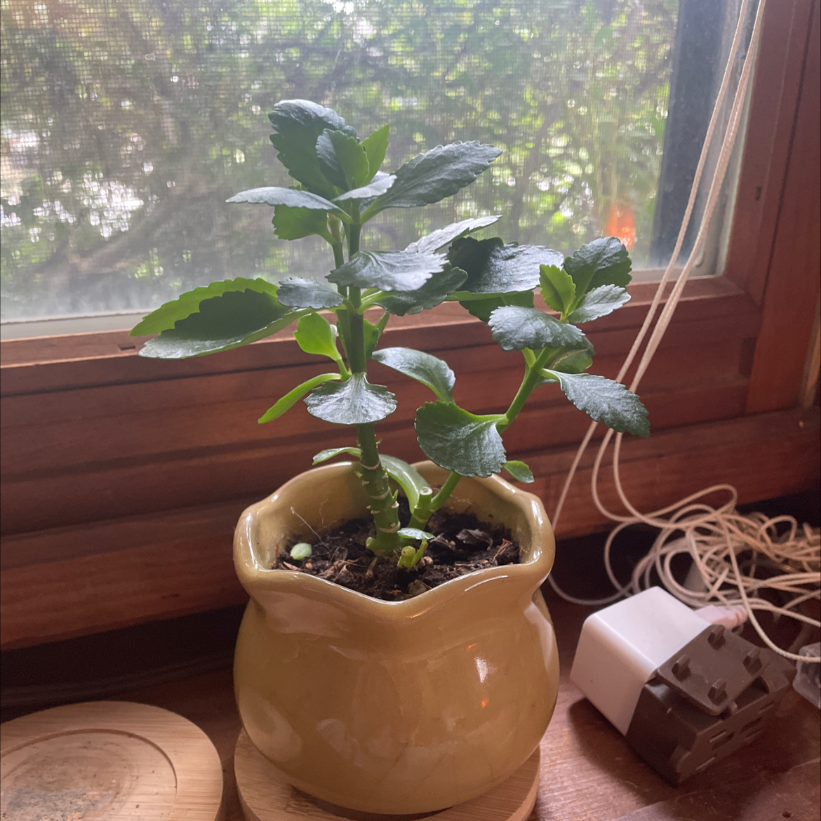 Florist Kalanchoe plant photo by @oliique named Chloe on Greg, the plant care app.