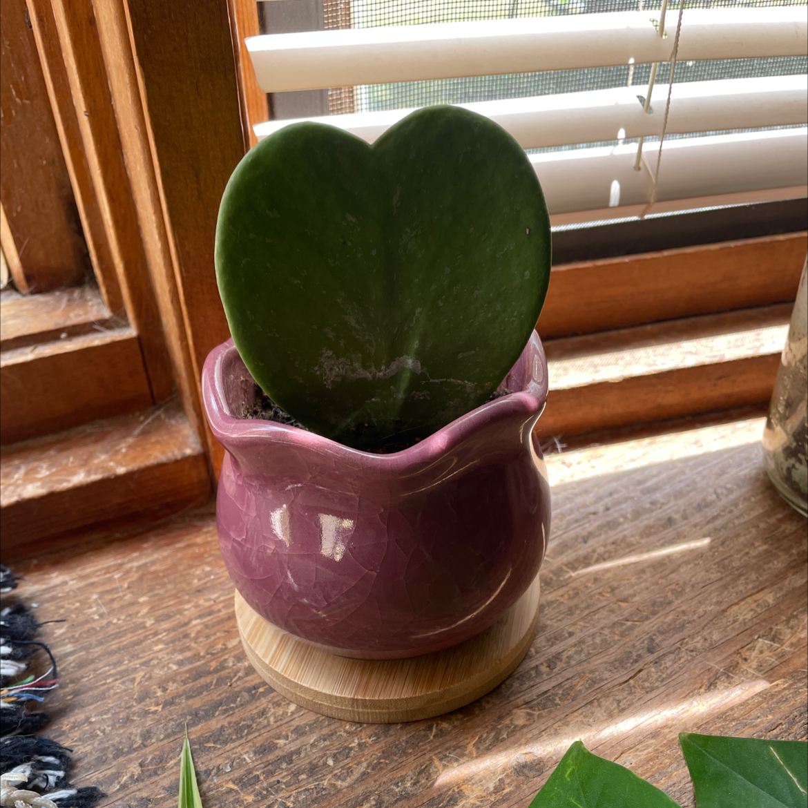Photo of the plant species Sweetheart Hoya by @oliique named Zomb2 on Greg, the plant care app