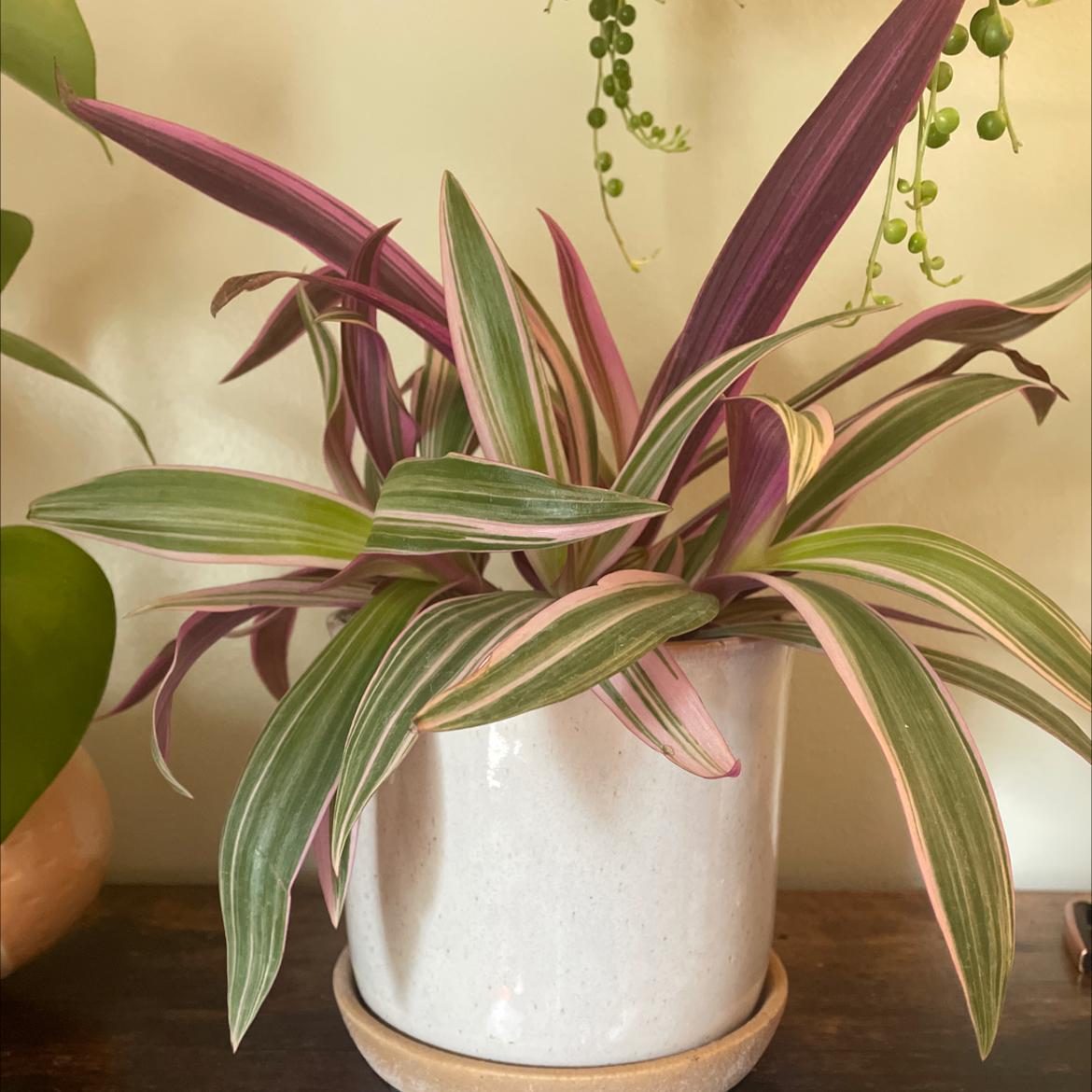 Photo of the plant species Moses-in-the-Cradle by @oliique named Raúl on Greg, the plant care app