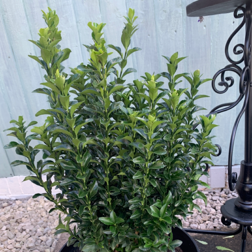 Photo of the plant species Japanese Spindle by @jessy.jinx named Harry on Greg, the plant care app