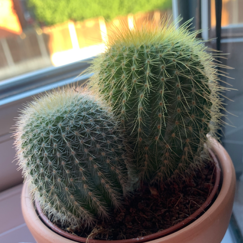 Photo of the plant species Hooked Cactus by @jessy.jinx named Donna and Angie on Greg, the plant care app