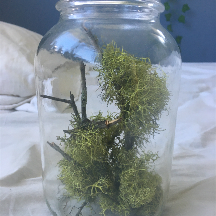 Photo of the plant species Wolf lichen by Aidan named Groot on Greg, the plant care app
