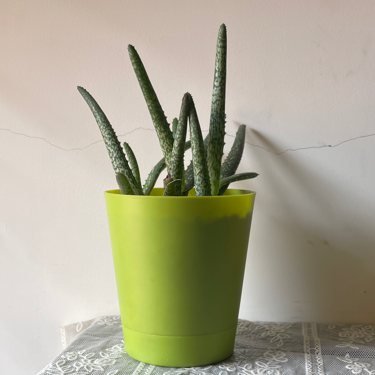 Photo of the plant species Aloe vera by @preciabolt named chloe on Greg, the plant care app