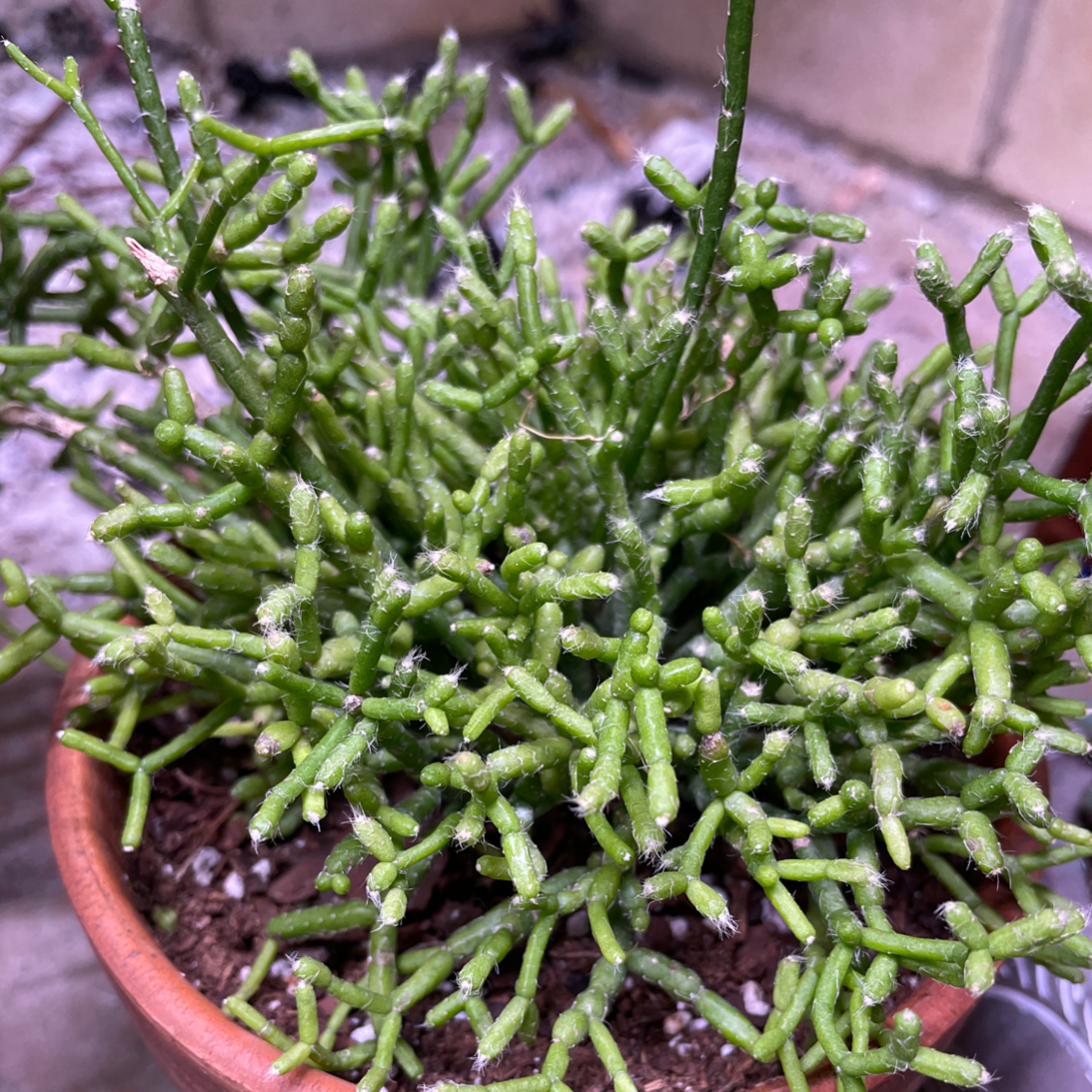Hairy Stemmed Rhipsalis plant with green segmented stems in a pot.