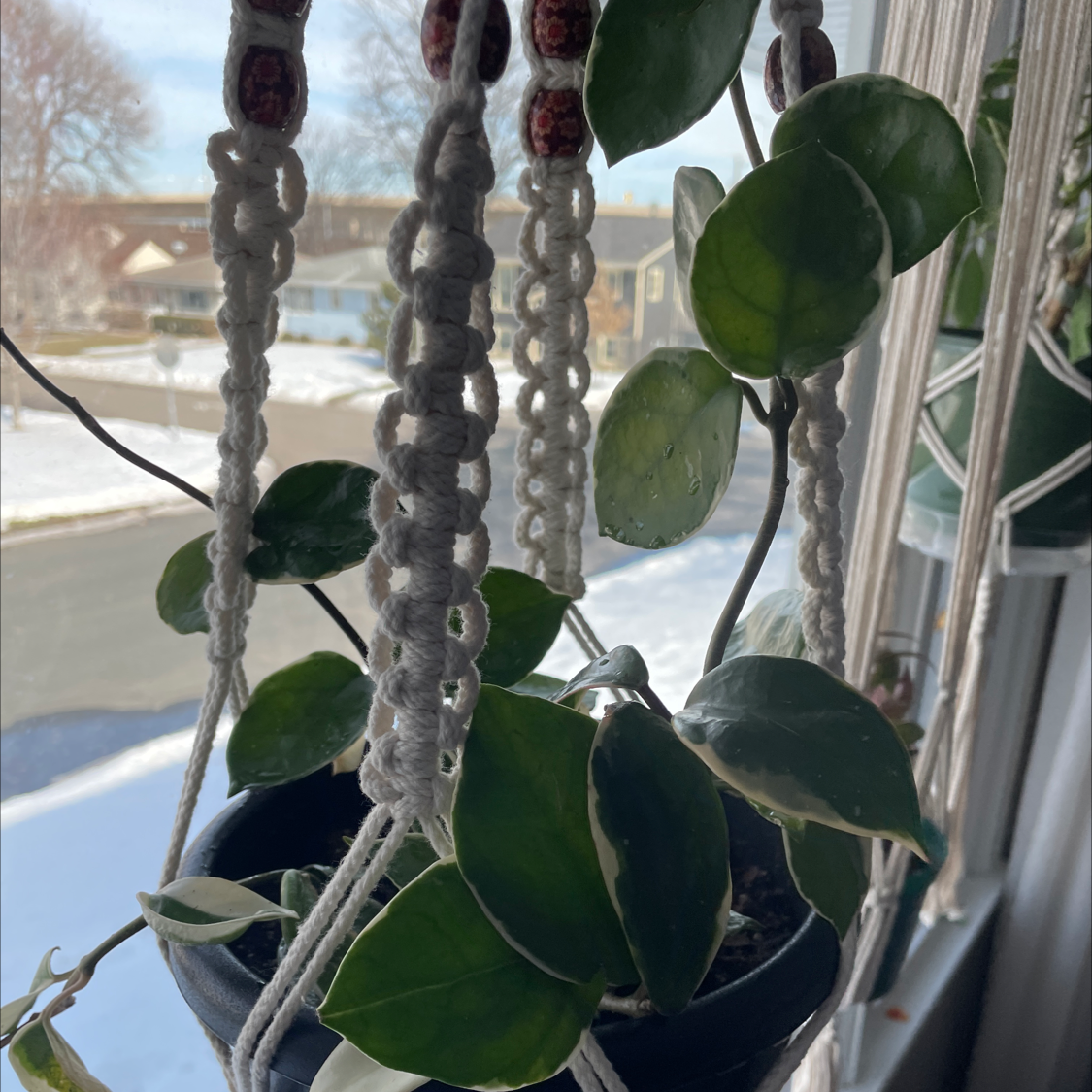 Variegated Hoya carnosa 'Compacta' plant in a hanging pot with healthy variegated leaves.