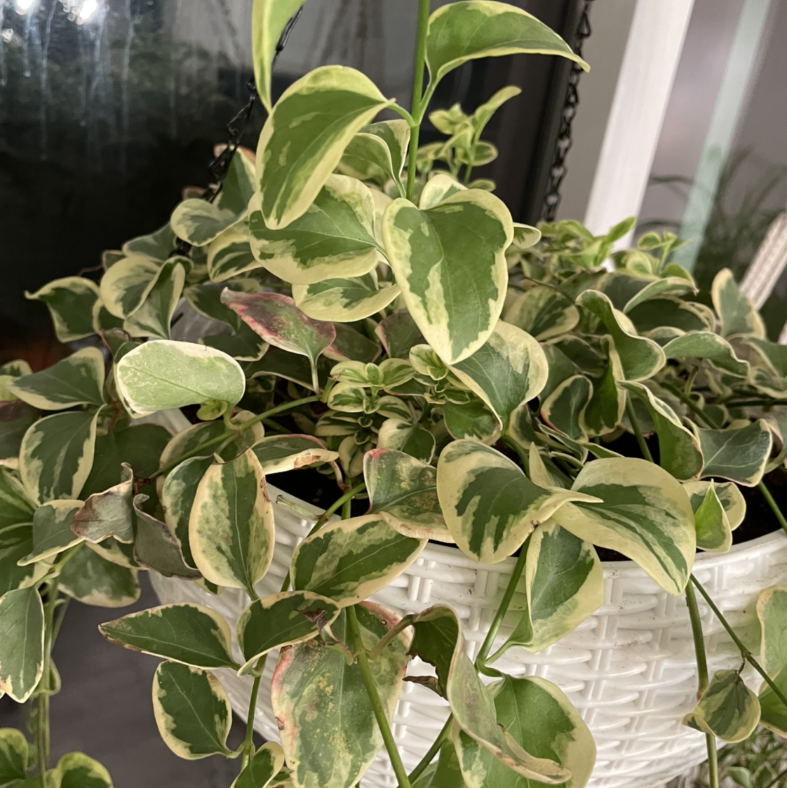 A healthy, lush Greater Periwinkle plant with vibrant green and white variegated foliage, growing in a white hanging basket.