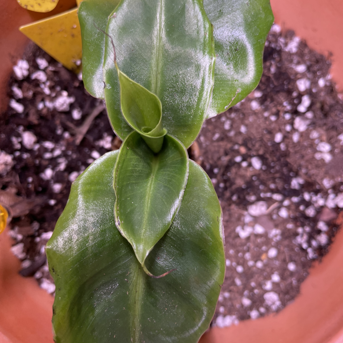 Young Dwarf Banana plant in a pot with visible soil, healthy green leaves.