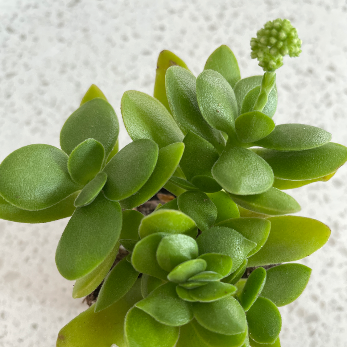 Healthy Baby Sun Rose plant with green leaves and a budding flower.