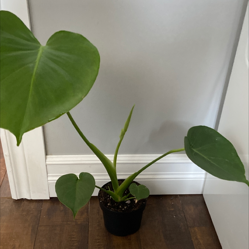 Monstera plant photo by Maggie named Clorox on Greg, the plant care app.