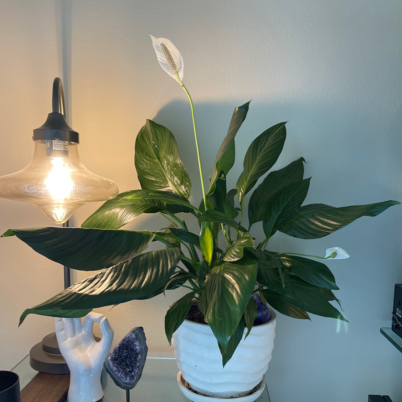 Sensation Peace Lily plant photo by Esperanza named Mollie on Greg, the plant care app.