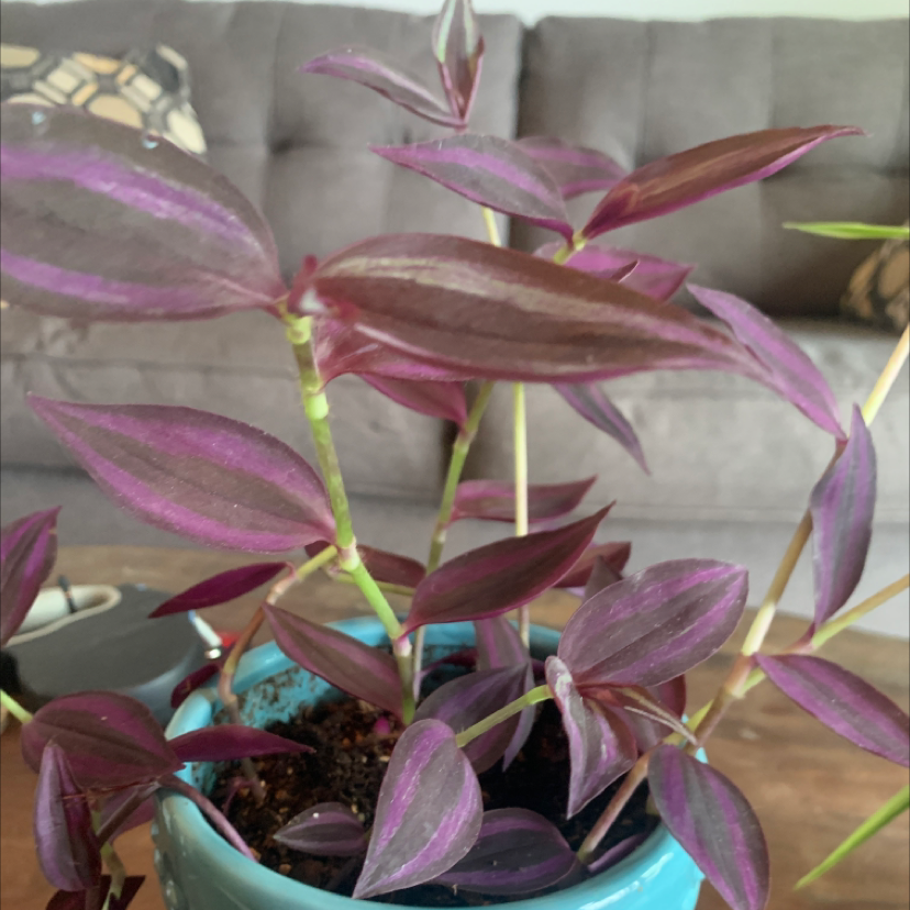 Spiderwort plant photo by @Kedler23 named Barney on Greg, the plant care app.