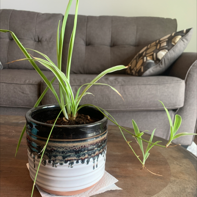 Spider Plant plant photo by @Kedler23 named Spidey on Greg, the plant care app.
