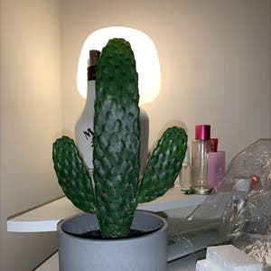 Bunny Ears Cactus plant photo by @not.tilly named billy on Greg, the plant care app.