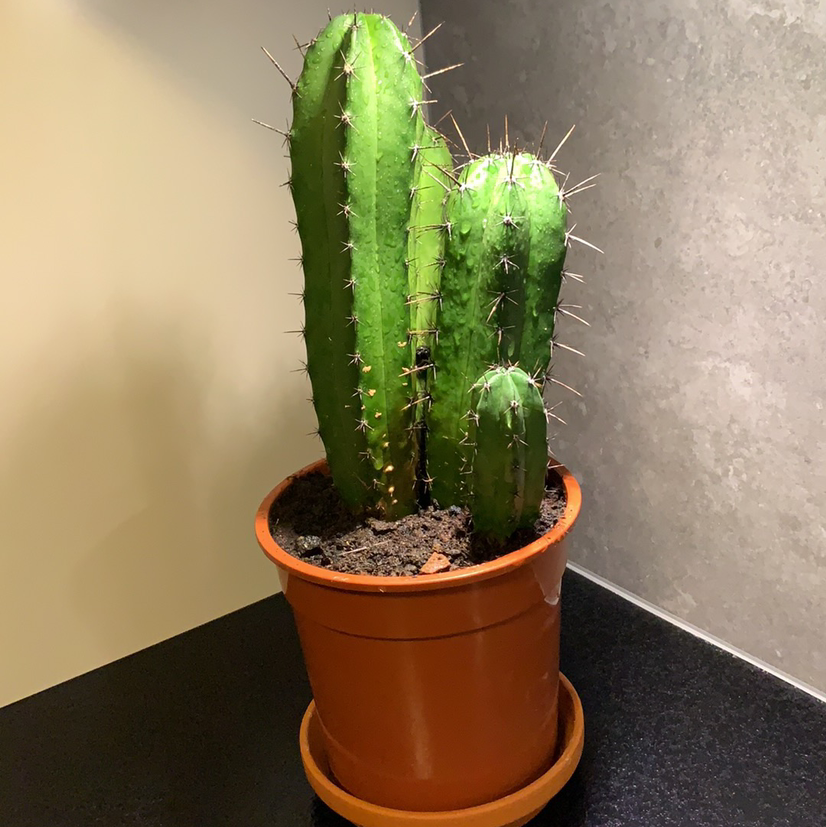 Photo of the plant species Hairbrush by @Moon named Rex on Greg, the plant care app