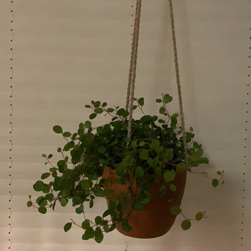 Hanging potted Maidenhair Vine with small, round green leaves.
