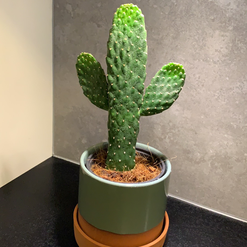 Healthy Woolyjoint Prickly Pear cactus in a pot, well-framed and in focus.