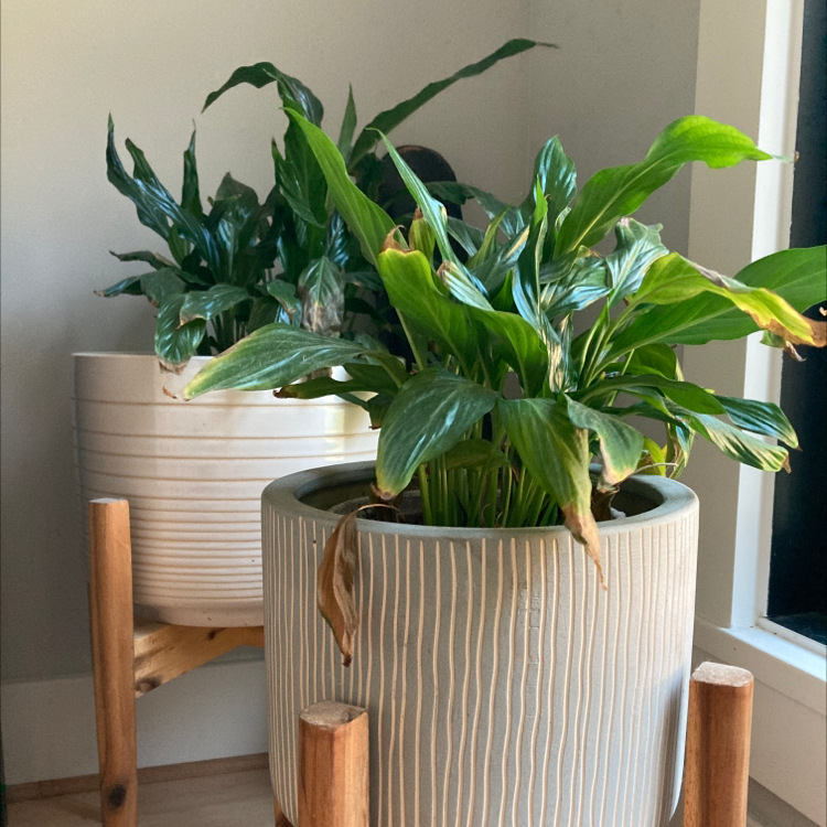 Peace Lily plant photo by @ThatGirlWhoLikesPlants named Candy on Greg, the plant care app.