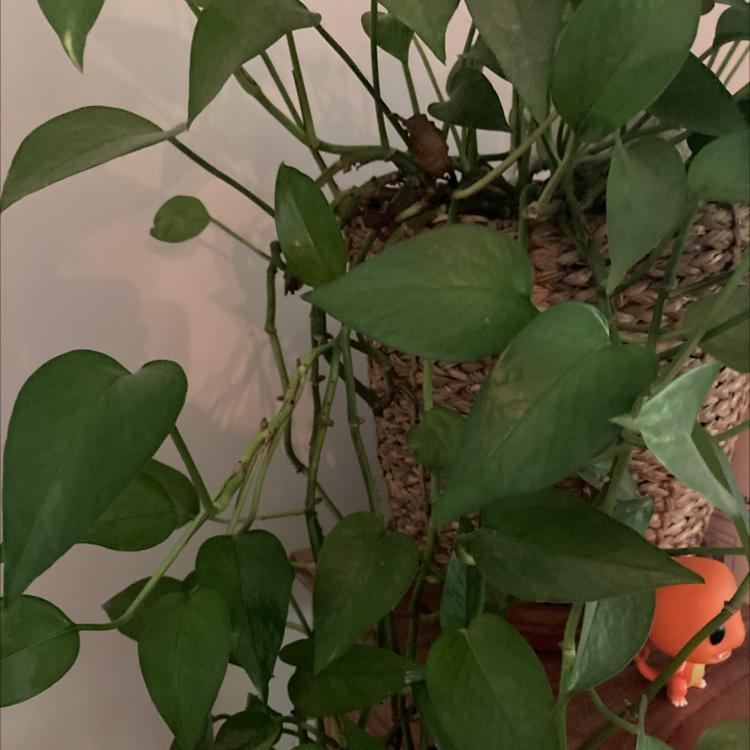 Taro Vine plant photo by @ThatGirlWhoLikesPlants named Turnip on Greg, the plant care app.