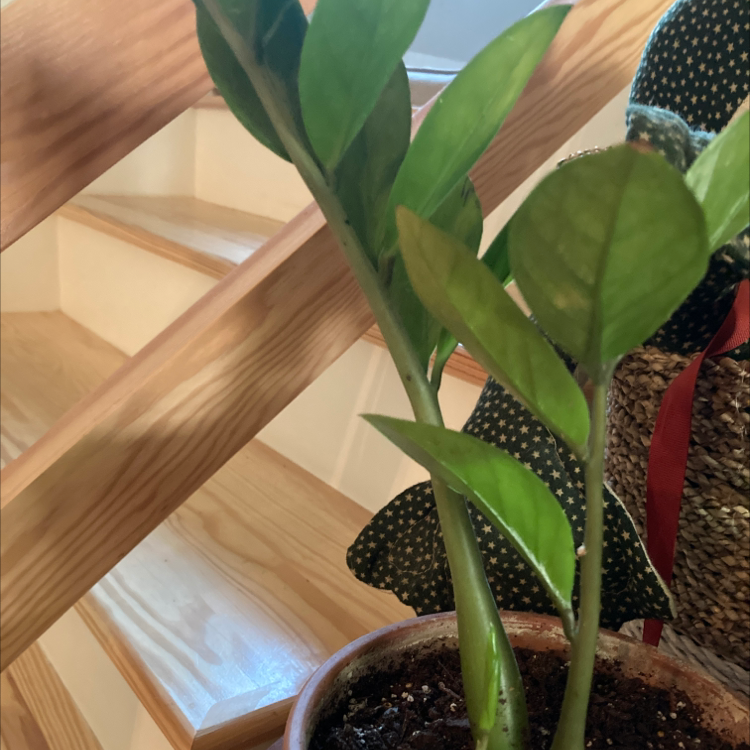 Zamioculcas Zamiifolia plant photo by @ThatGirlWhoLikesPlants named Madonna on Greg, the plant care app.