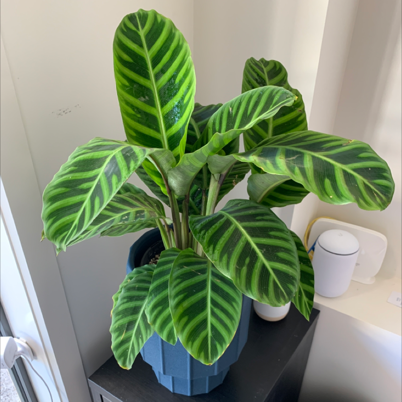 Photo of the plant species Zebra Calathea by Jeremia named Zebra on Greg, the plant care app