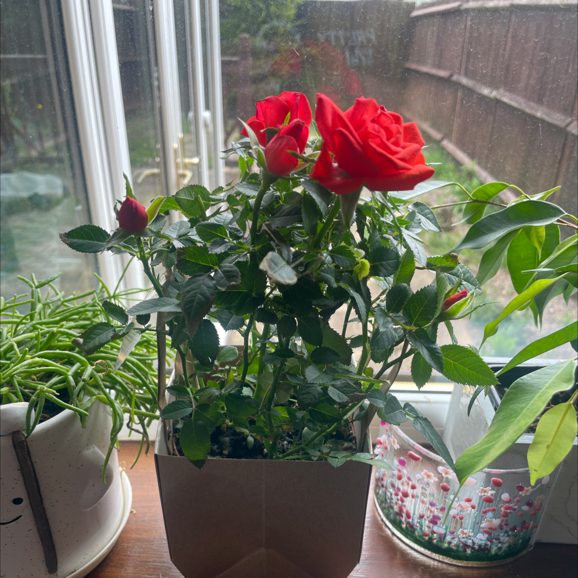 Dog Rose plant with vibrant red flowers, healthy and well-framed.