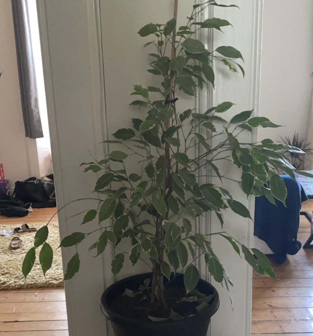 Weeping Fig plant photo by @Michaklos named Onix on Greg, the plant care app.