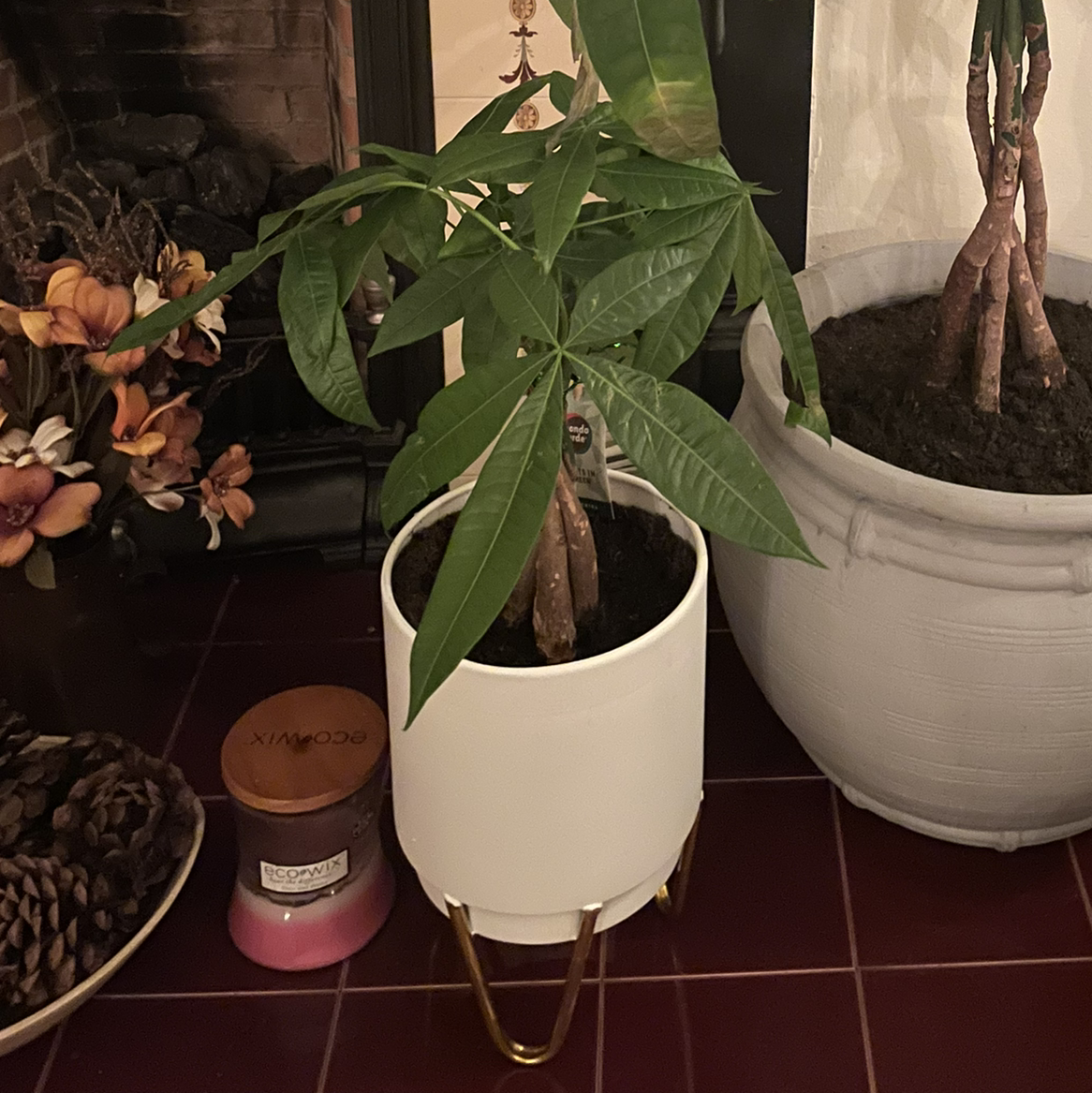 Money Tree plant photo by @Michaklos named Cash Nigini Quinten Tobius (NQT) III on Greg, the plant care app.