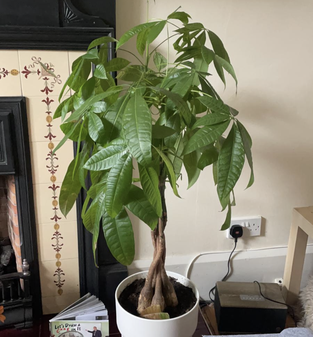 Money Tree plant photo by @Michaklos named Chuck on Greg, the plant care app.
