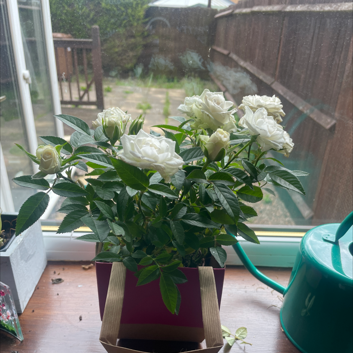 Potted Multiflora Rose with white flowers on a windowsill.