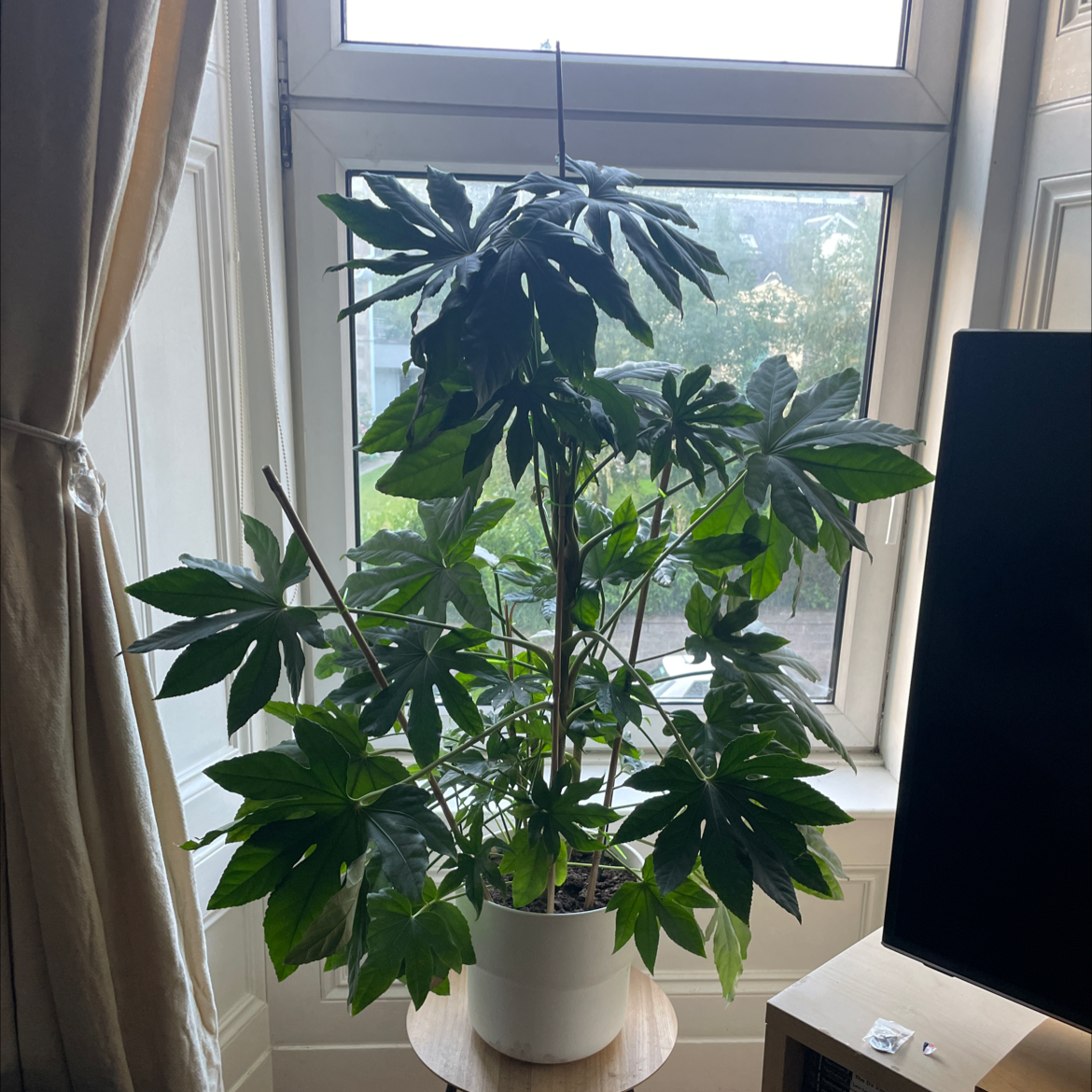 Fatsia Plant plant photo by @Michaklos named Ffloyd on Greg, the plant care app.