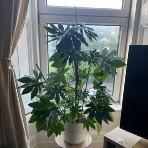 Fatsia Plant plant photo by Michaklos named Ffloyd on Greg, the plant care app.