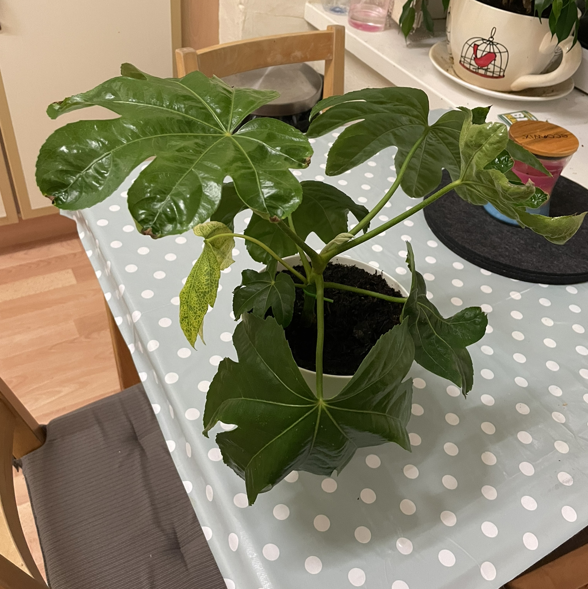 Fatsia Plant plant photo by @Michaklos named Mayweather on Greg, the plant care app.