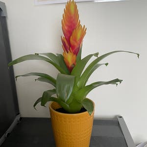 Flaming Sword Bromeliad plant photo by @Michaklos named Zoey on Greg, the plant care app.