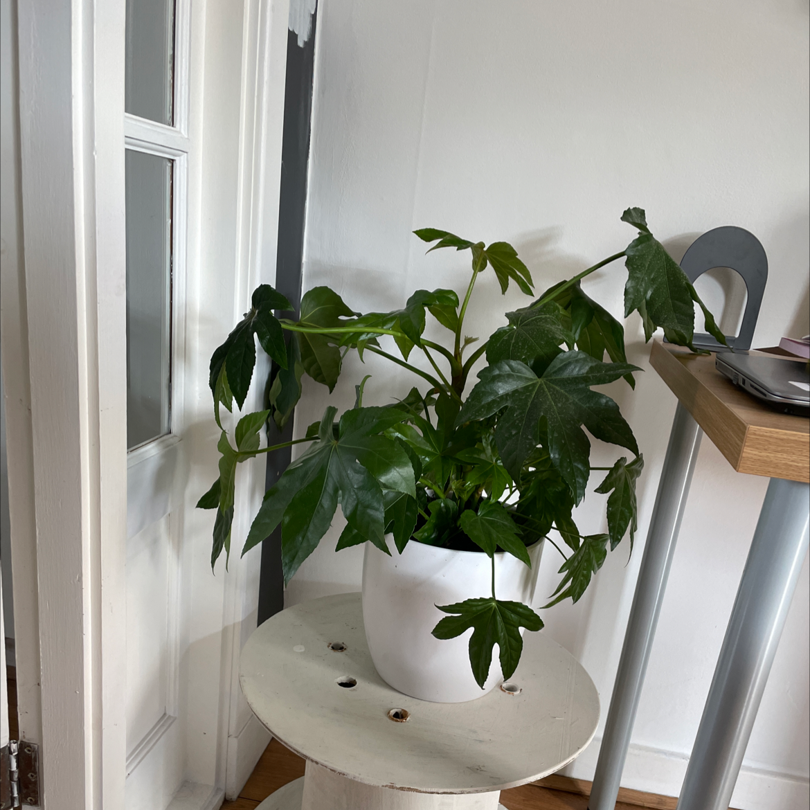 Fatsia Plant plant photo by @Michaklos named Warm Mummy on Greg, the plant care app.