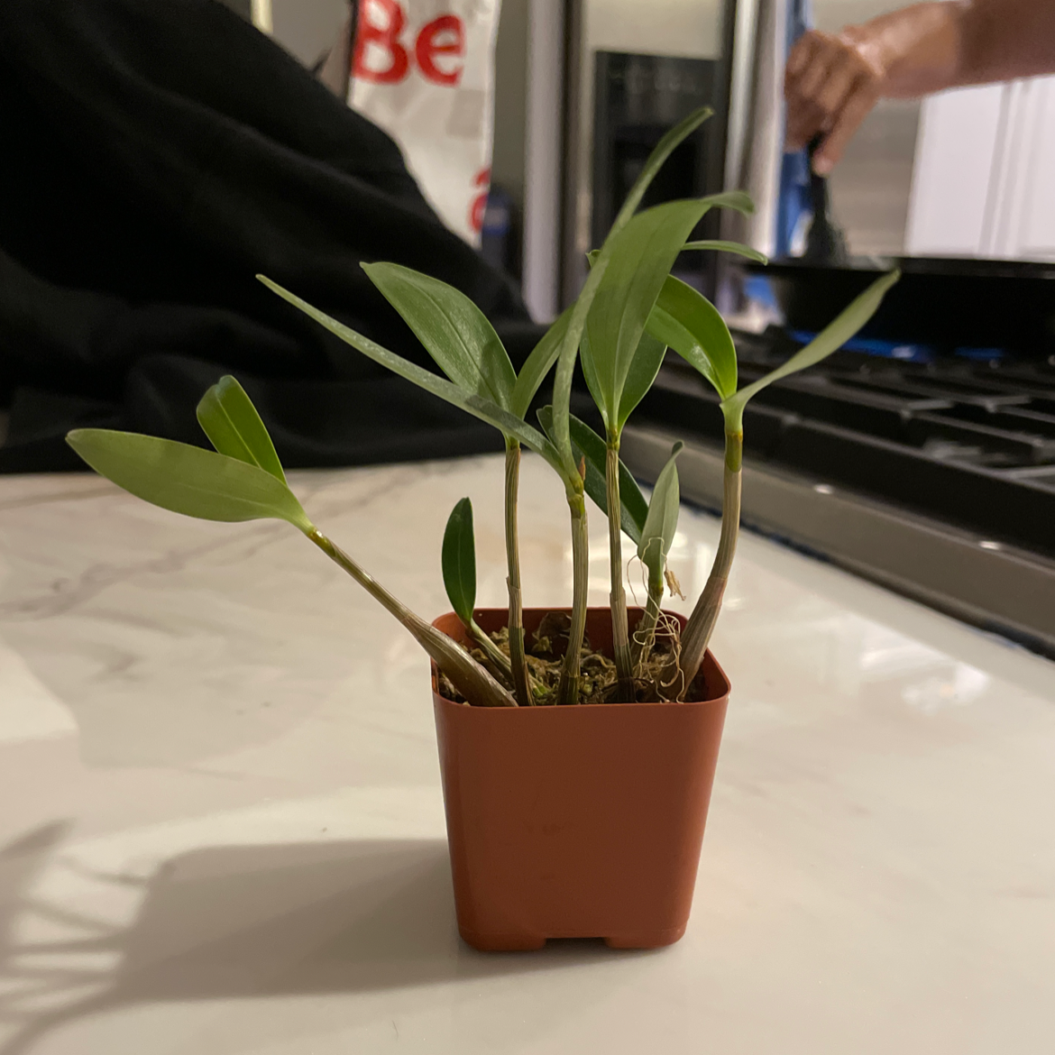 Photo of the plant species Spineless Butcher's Broom by @mandyh_246 named Winston on Greg, the plant care app