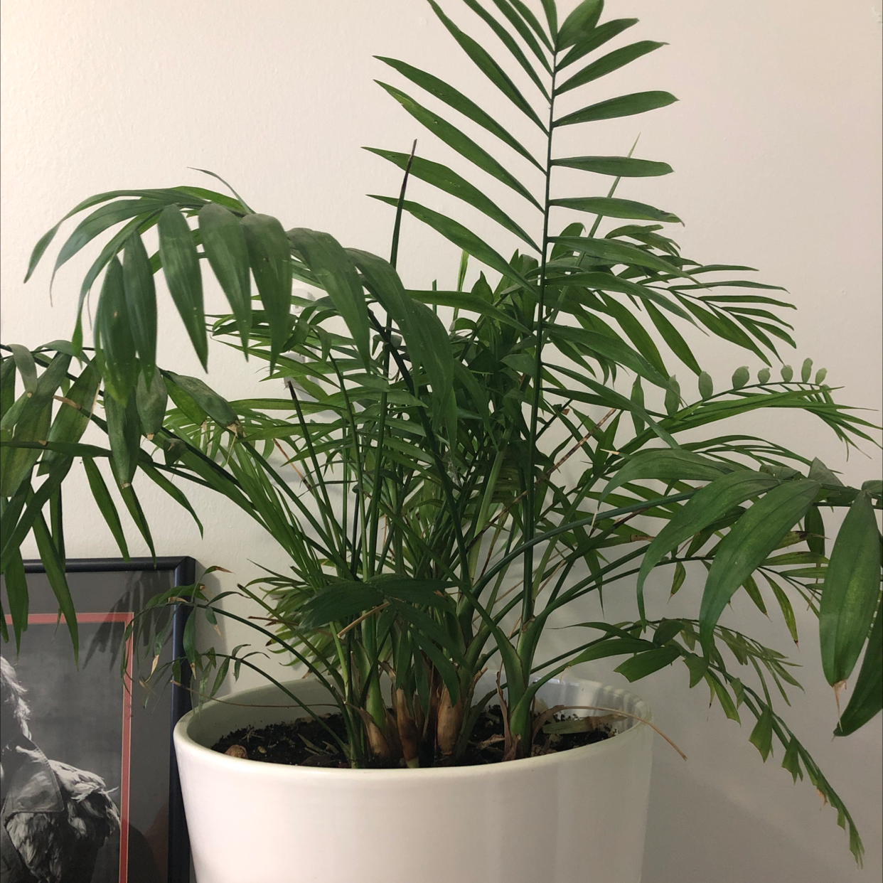 Parlour Palm plant photo by @Plntdaddycmplx named Lycos on Greg, the plant care app.