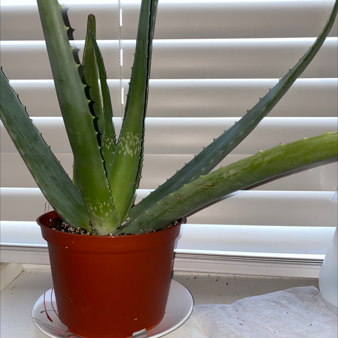 Aloe vera plant photo by Amaris named Ali￼ on Greg, the plant care app.