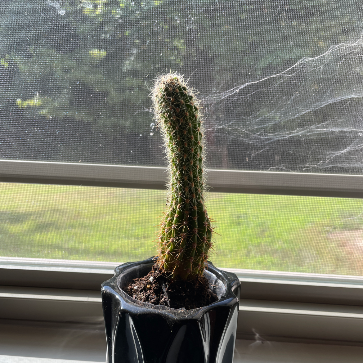 Golden Torch plant photo by Fletcher named Athena on Greg, the plant care app.