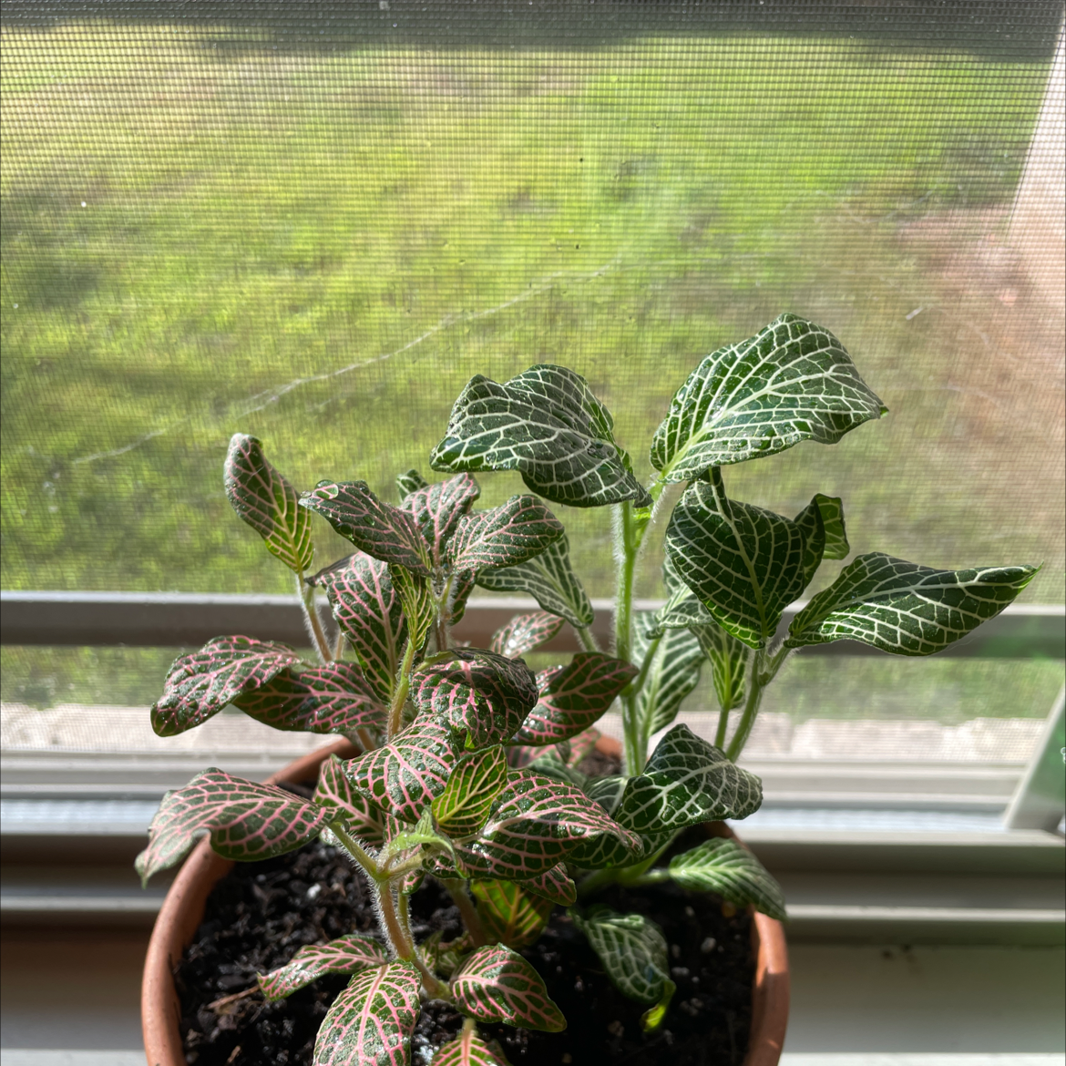 Nerve Plant plant photo by Fletcher named Walt on Greg, the plant care app.