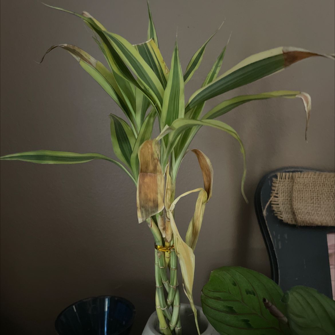 Photo of the plant species Peperomia 'Bamboo Stalks' by Brittany named Bamboozle on Greg, the plant care app
