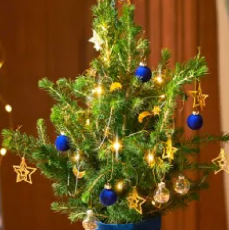 Photo of the plant species Desert Christmas Tree by Elizabeth named Christmas tree on Greg, the plant care app