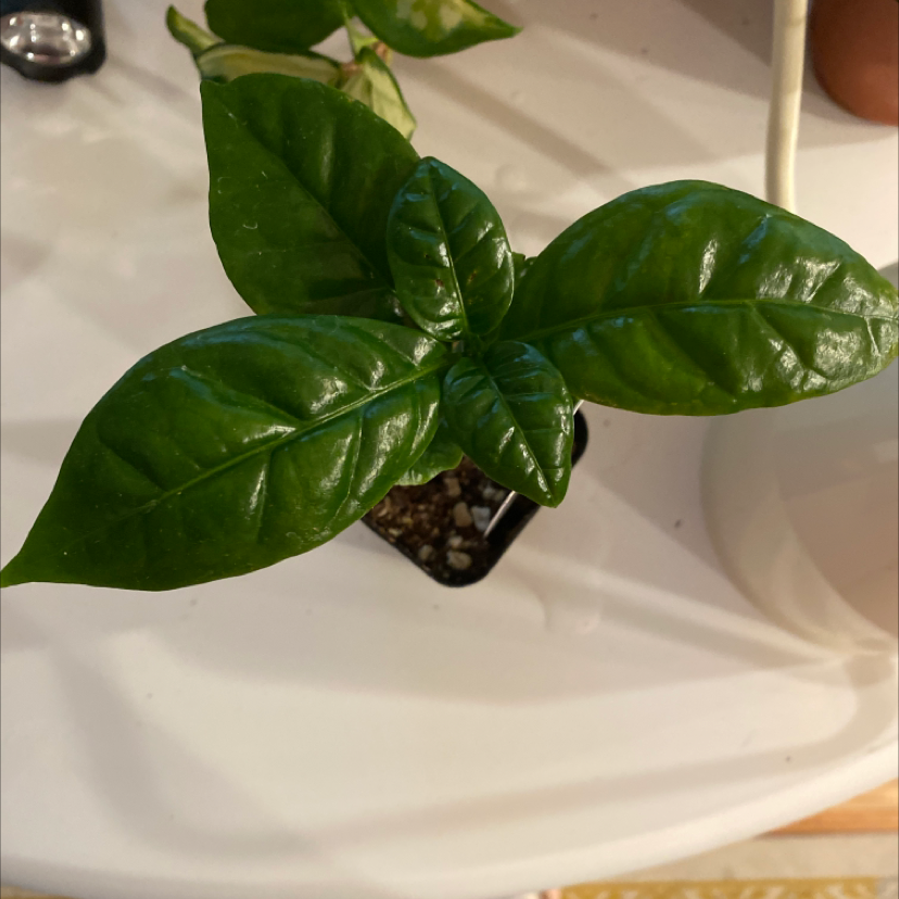 Close up of healthy, glossy dark green leaves of an Arabian coffee plant, with no signs of discoloration or disease.