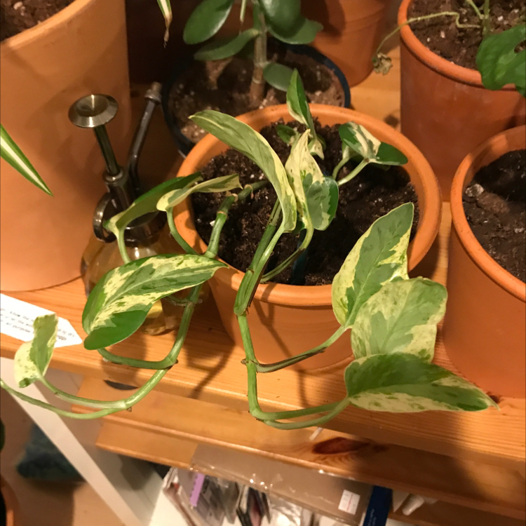 Photo of the plant species White Sutera Cordata by @emelia named Dolores on Greg, the plant care app
