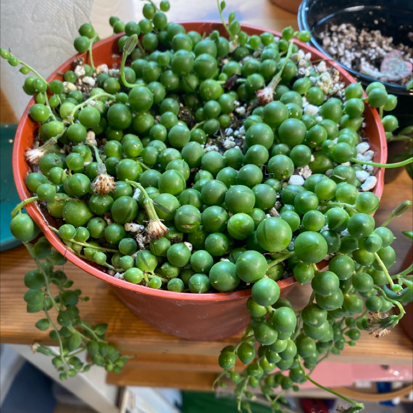 String of Pearls plant in a red pot with vibrant green leaves.